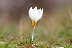 Crocus biflorus ssp. melantherus