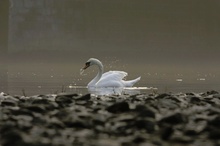 Schwan im Morgenlicht