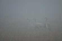 Kraniche im Morgennebel