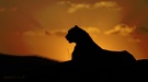Cheetah's Sunset