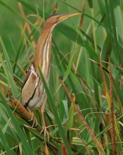 Weibliche Zwergrohrdommel