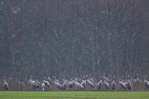 Kraniche (Grus grus) am Pappelwaldrand