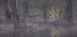 Bäume im Nebel