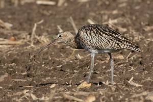 Brachvogel