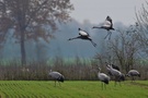 Landeanflug der Kraniche (Grus grus)