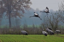 Landeanflug der Kraniche (Grus grus)