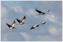 Kranich-Familie im Flug