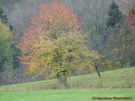 Der Regenbogenbaum II