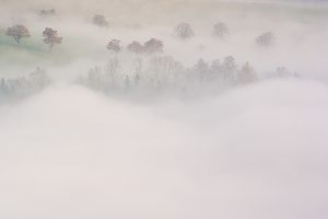 Bäume im Nebel