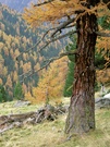 Herbstliche Lärchen und Fichten im Viggartal / Tuxer Alpen