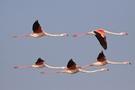 Flammingos, Camargue