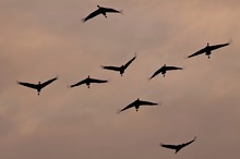 Kraniche (Grus grus) am Abendhimmel beim Landeanflug