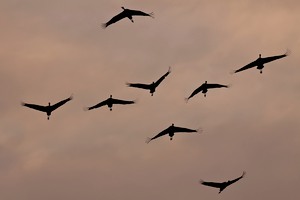 Kraniche (Grus grus) am Abendhimmel beim Landeanflug