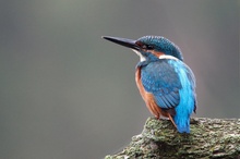 Alcedo atthis