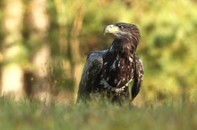 Seeadler