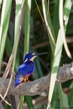 Für die Eisvogel-Freunde unter Euch...