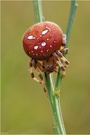 Vierfleck-Kreuzspinne - (Araneus quadratus)
