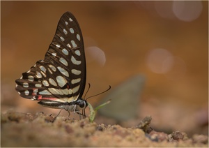 Spots and Reflections