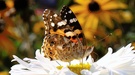 SChmetterling