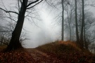 Nebelwald am Albtrauf