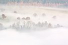 Bäume im Nebel mit Wald
