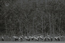 Kraniche (Grus grus) am Waldrand ( Neubearbeitung)