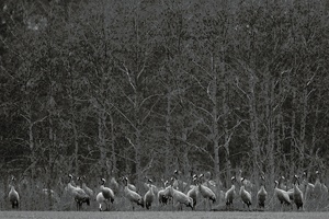 Kraniche (Grus grus) am Waldrand ( Neubearbeitung)