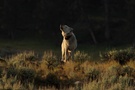 Wolf noch mal überarbeitet