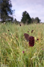 Dunkler Wiesenknopf-Ameisenbläuling (Maculinea nausithous) im Lebensraum