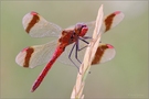 „Sympetrum pedemontanum-Männchen“