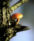 Pilz
