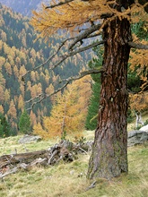 Herbstliche Lärchen und Fichten im Viggartal / Tuxer Alpen