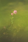 Zartes  Blümchen