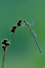 Gemeine Binsenjungfer (Lestes sponsa).