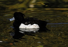 Reiherente (Aythya fuligula) Schwimmen wie im Schlaf...