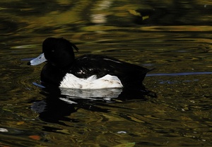 Reiherente (Aythya fuligula) Schwimmen wie im Schlaf...