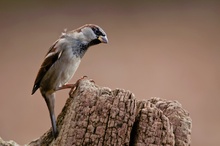 Haussperlingmännchen (Passer domesticus)
