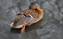 Stockente