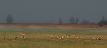 GROßTRAPPEN  WILDLIFE