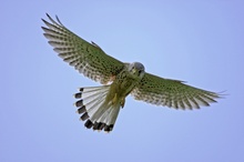 Turmfalke im Rüttelflug