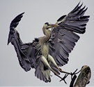 landing