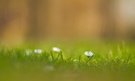 Wald und Wiese