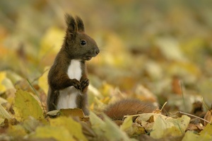 Eichhörnchen- Porträt!