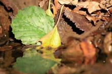 Herbst Blätter