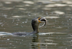 Kormoran (Phalacrocorax carbo)