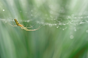 Streckerspinne im Morgenlicht