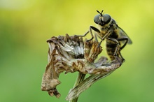 Robber Fly