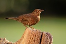 Amseldame (Turdus merula) im herbstlichen Nachmittagslicht