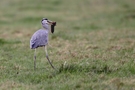 Mahlzeit- Graureiher mit Beute (Ardea cinerea)