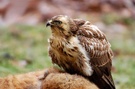 Bussard